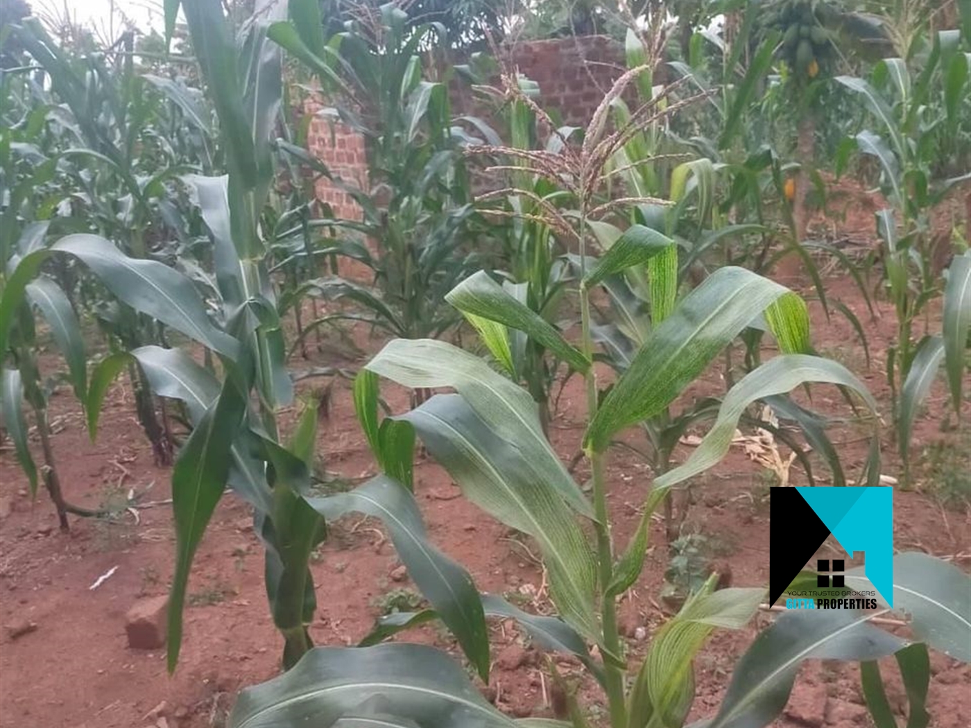 Multipurpose Land for sale in Mayilikiti Luweero