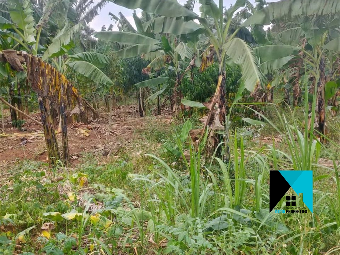 Multipurpose Land for sale in Mayilikiti Luweero