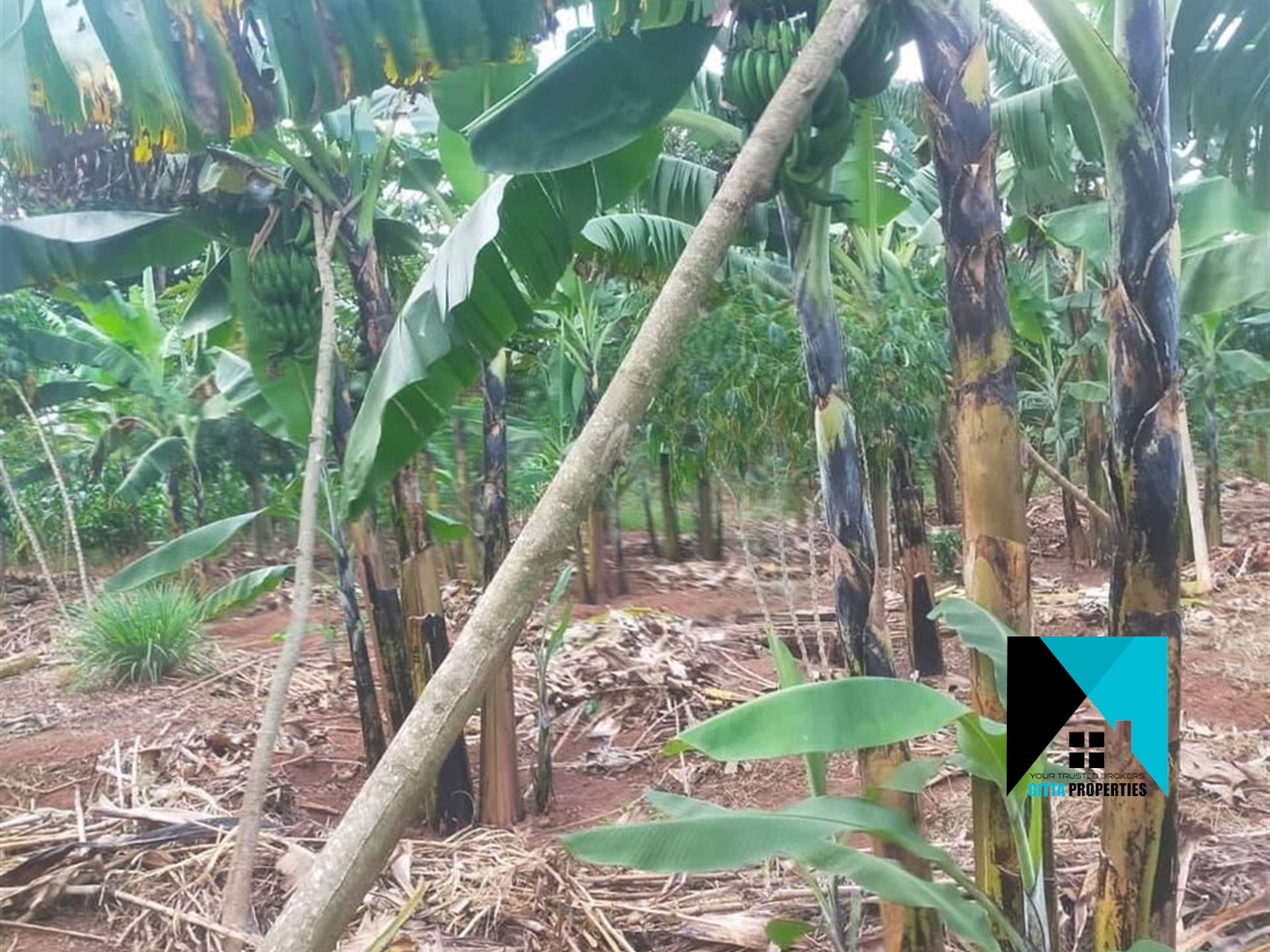 Multipurpose Land for sale in Mayilikiti Luweero