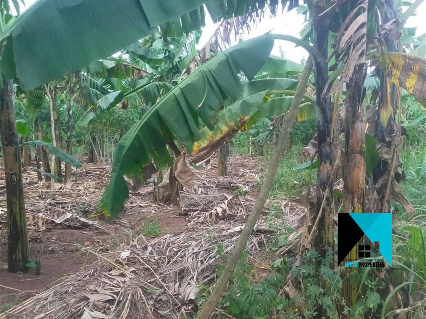 Multipurpose Land for sale in Mayilikiti Luweero