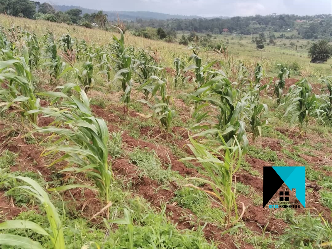 Residential Land for sale in Namayiba Mukono