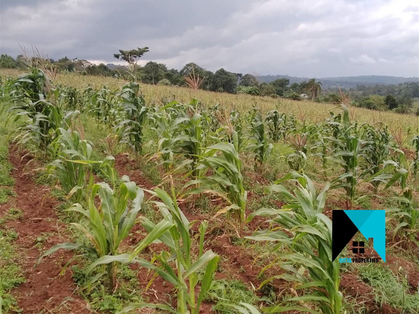 Residential Land for sale in Namayiba Mukono