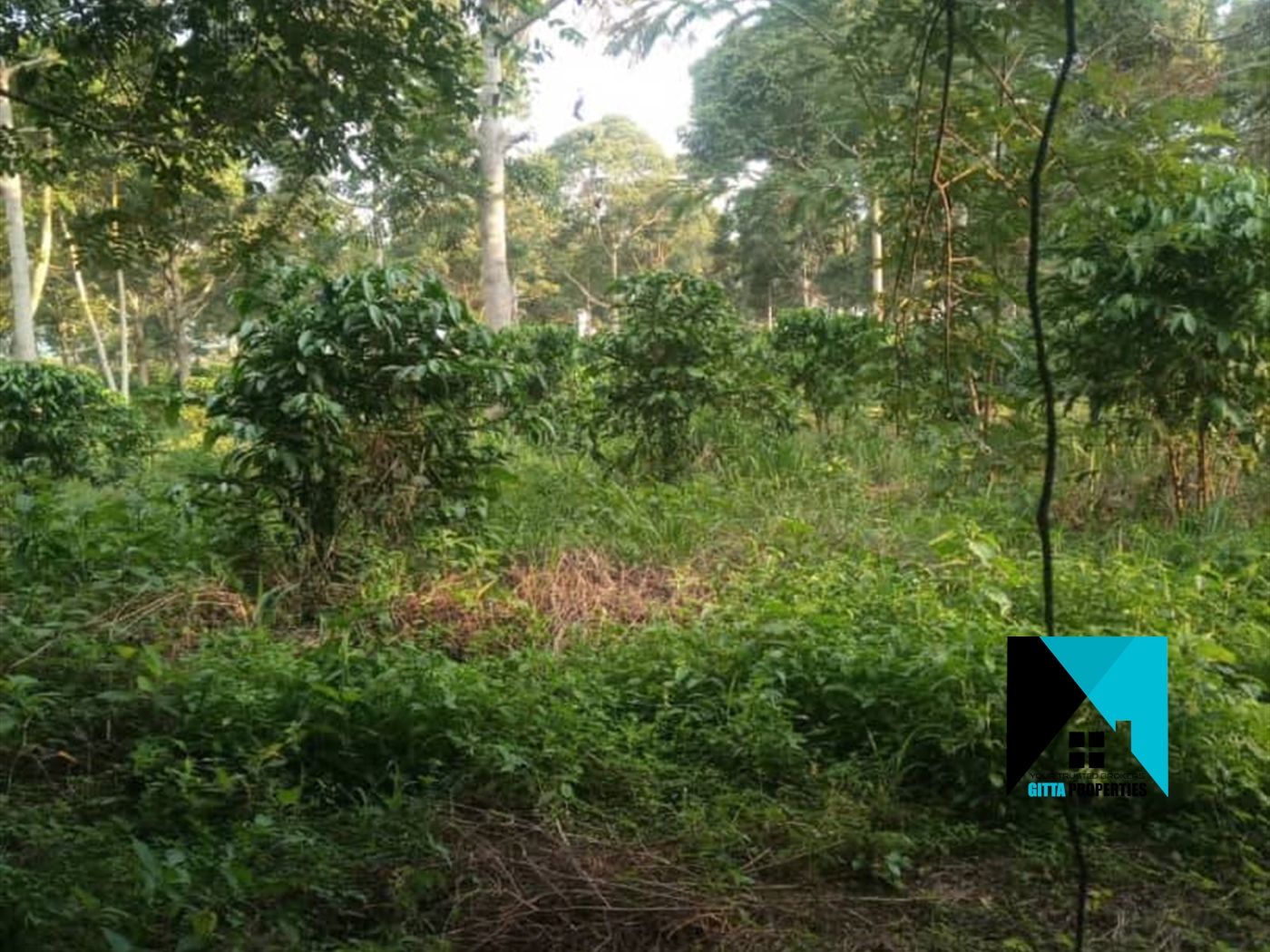 Multipurpose Land for sale in Kiwoko Nakaseke