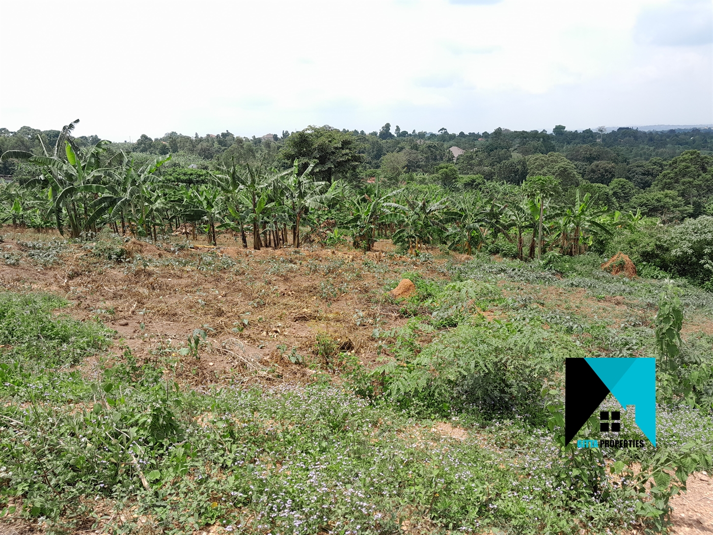 Residential Land for sale in Namulonge Wakiso