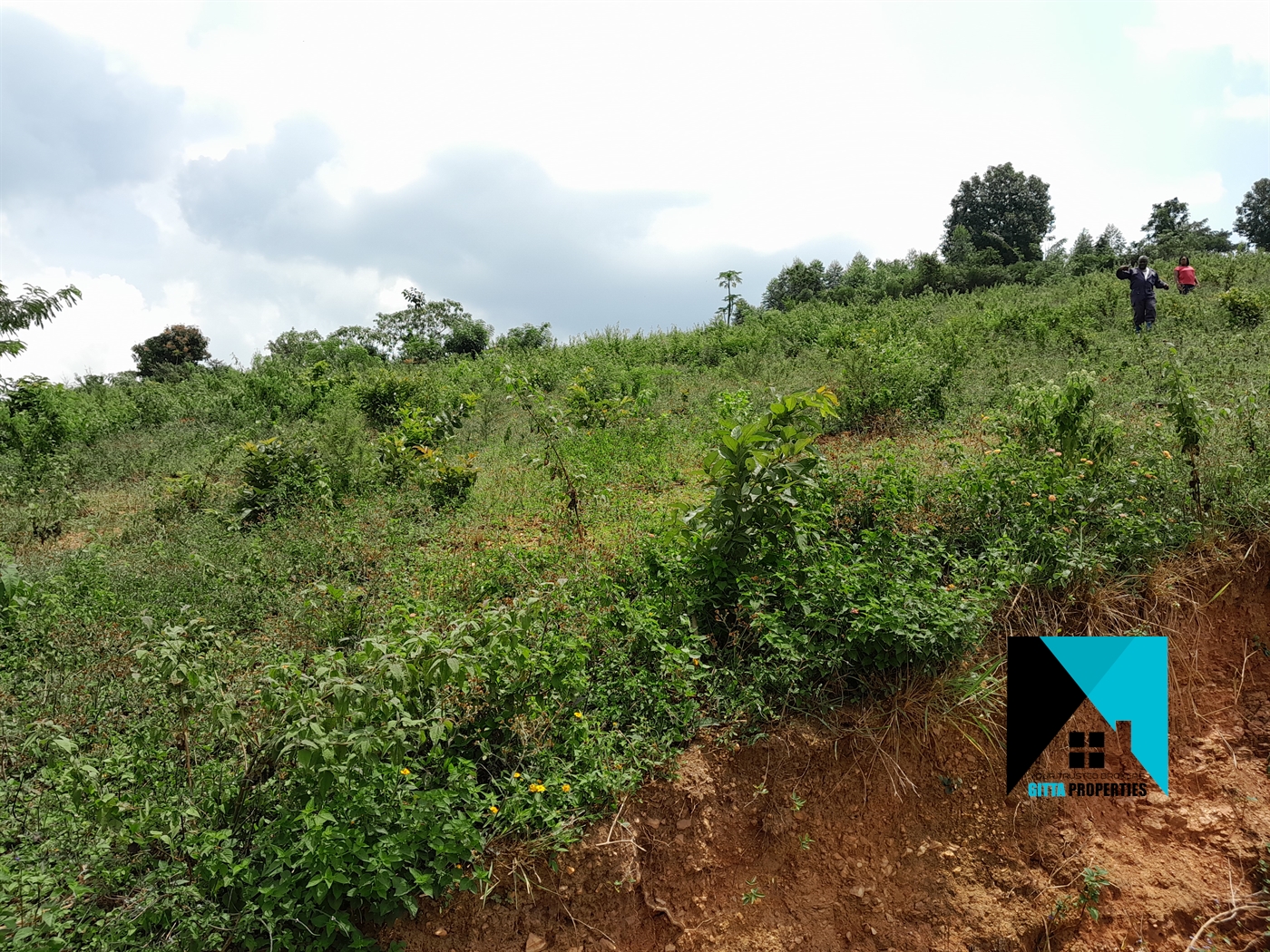 Residential Land for sale in Namulonge Wakiso