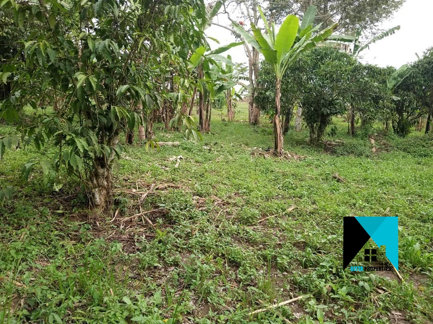 Multipurpose Land for sale in Ssemuto Nakaseke