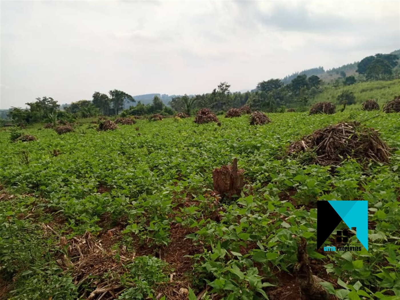 Multipurpose Land for sale in Ssekanyonyi Mityana