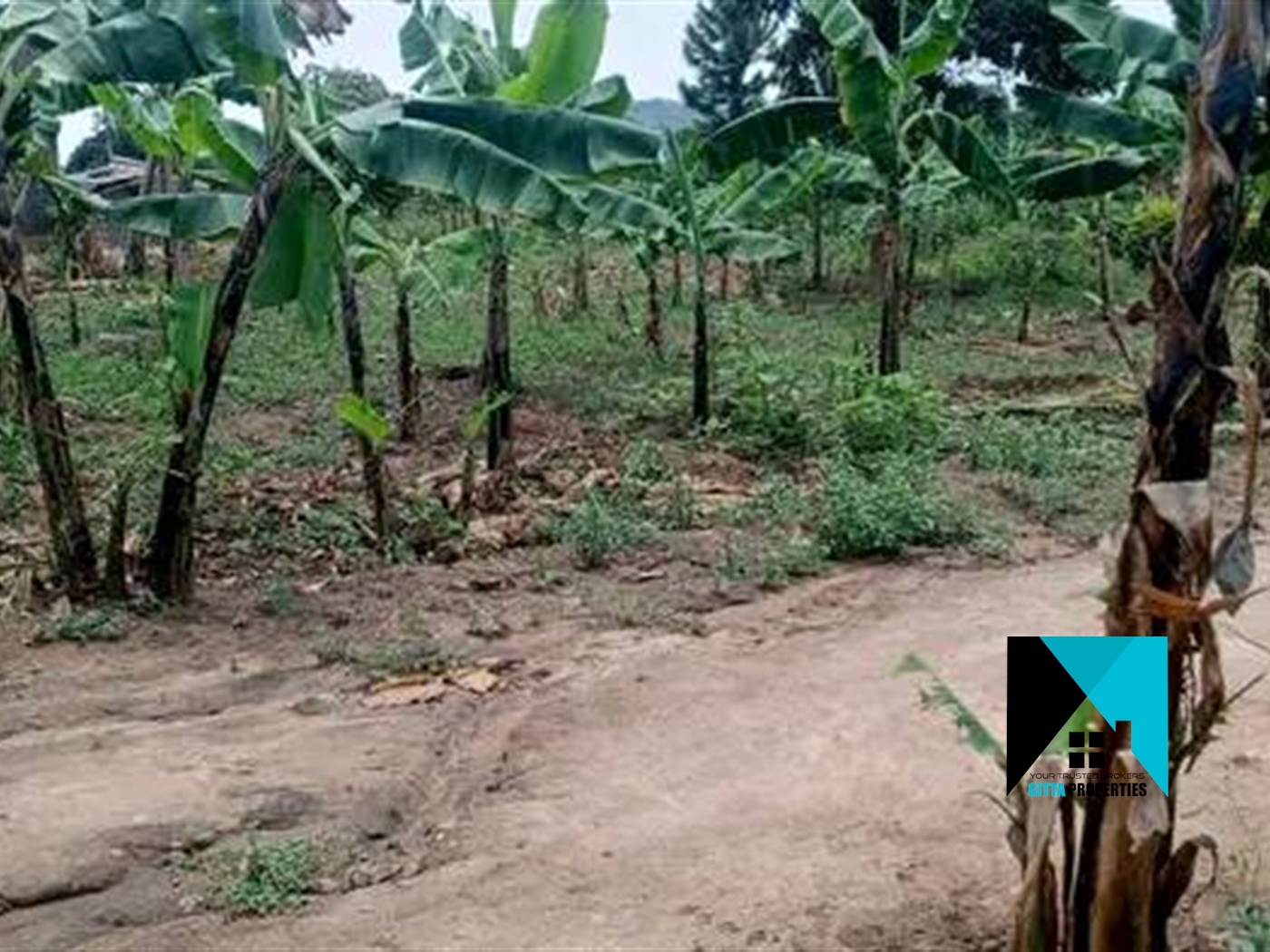 Residential Land for sale in Ssemuto Nakaseke