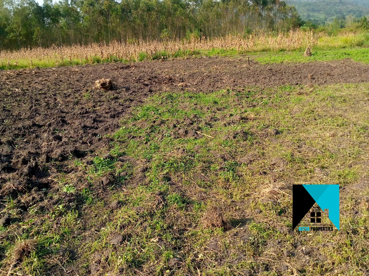 Agricultural Land for sale in Ssemuto Nakaseke