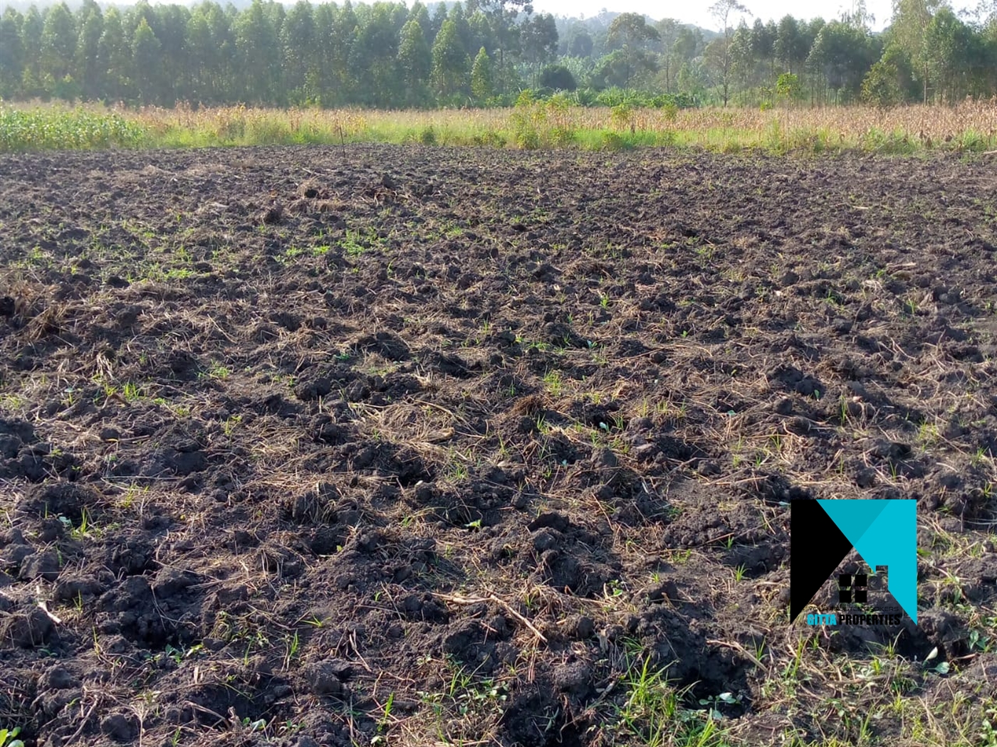 Agricultural Land for sale in Ssemuto Nakaseke