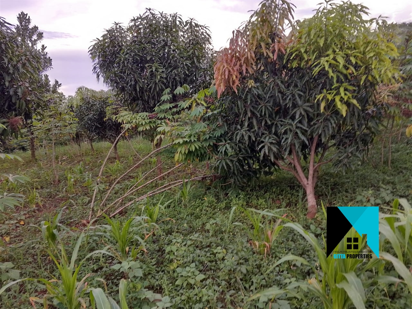 Residential Land for sale in Nakasajjaa Mukono