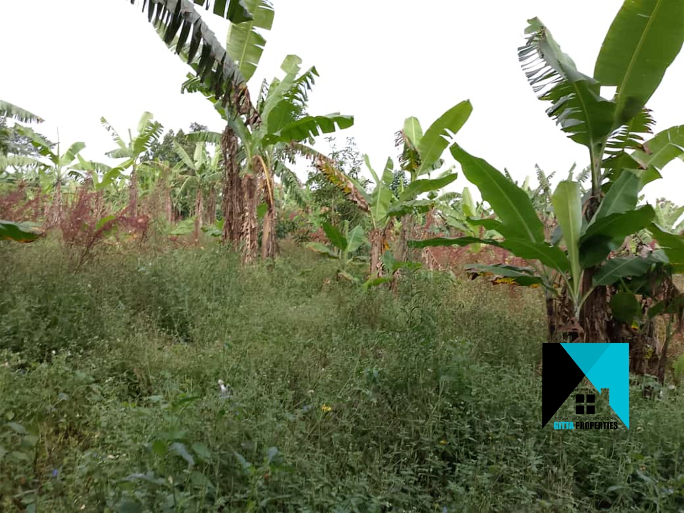 Agricultural Land for sale in Kapeeka Nakaseke