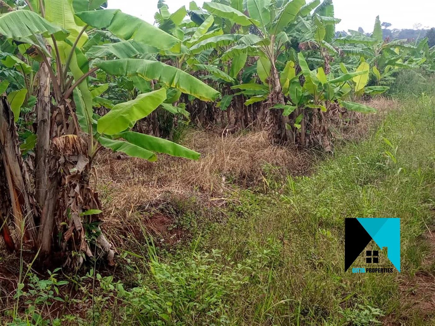 Agricultural Land for sale in Kapeeka Nakaseke