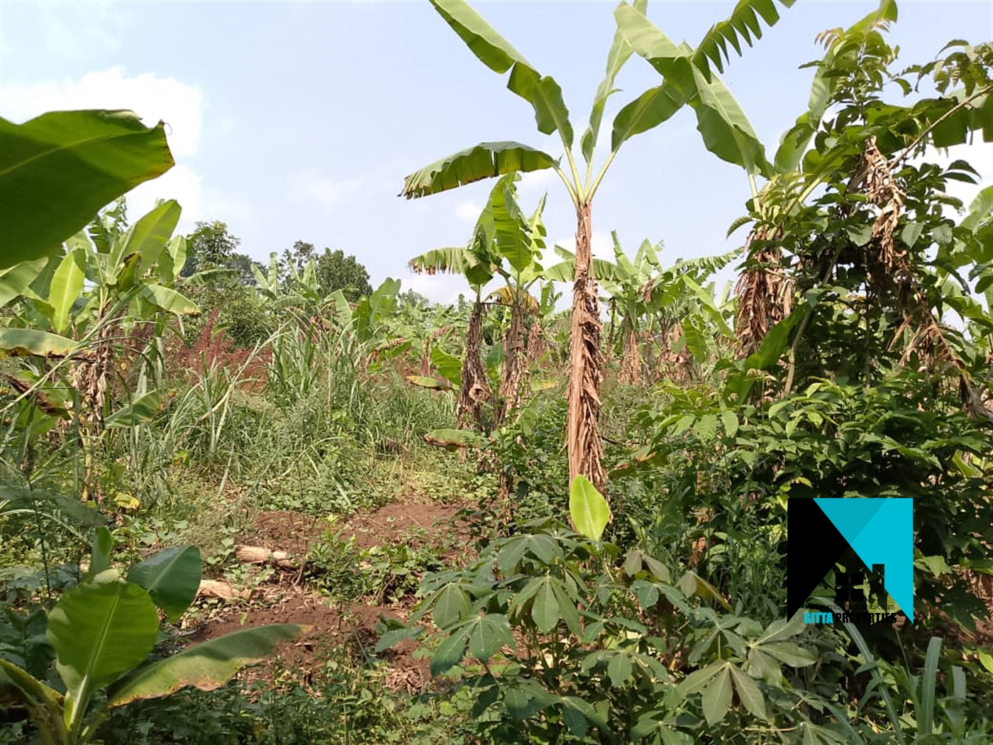 Agricultural Land for sale in Kapeeka Nakaseke