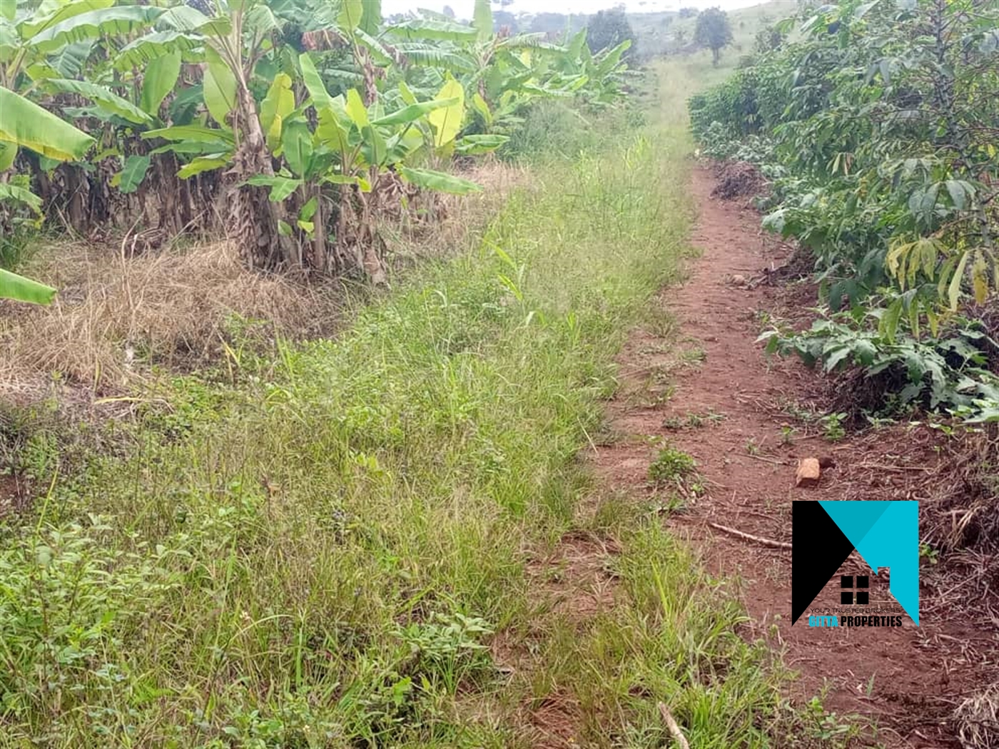 Agricultural Land for sale in Kapeeka Nakaseke