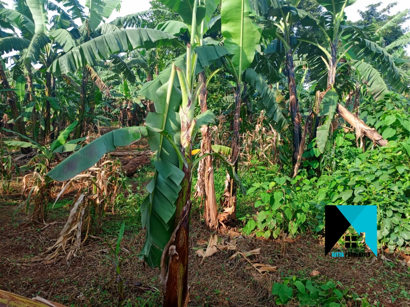 Residential Land for sale in Kungu Wakiso