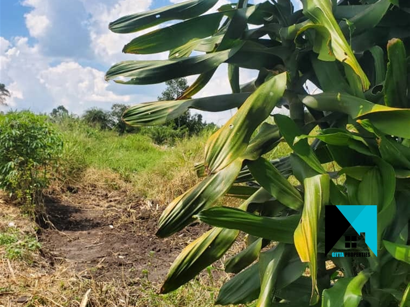 Agricultural Land for sale in Kirolo Nakaseke