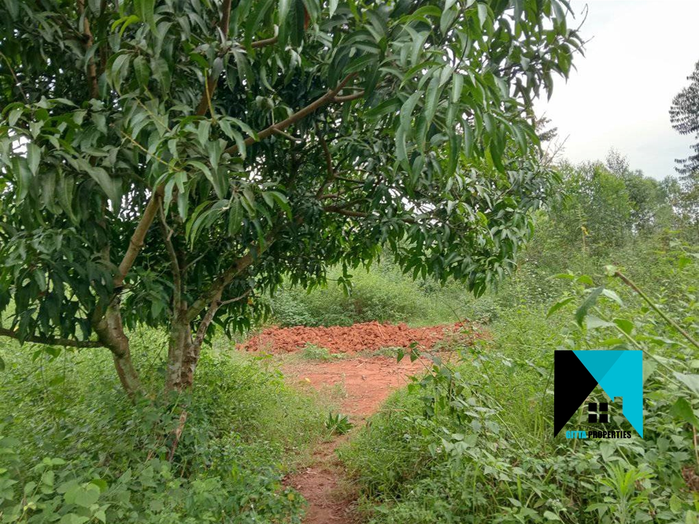 Agricultural Land for sale in Lukiizi Luweero