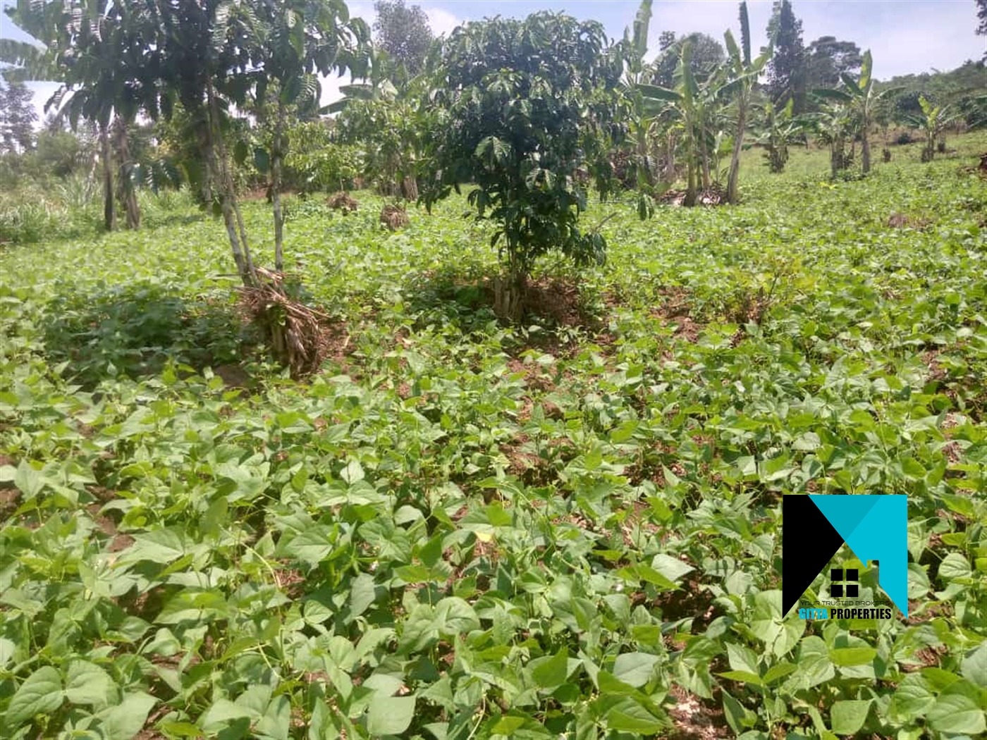 Agricultural Land for sale in Bulela Mityana