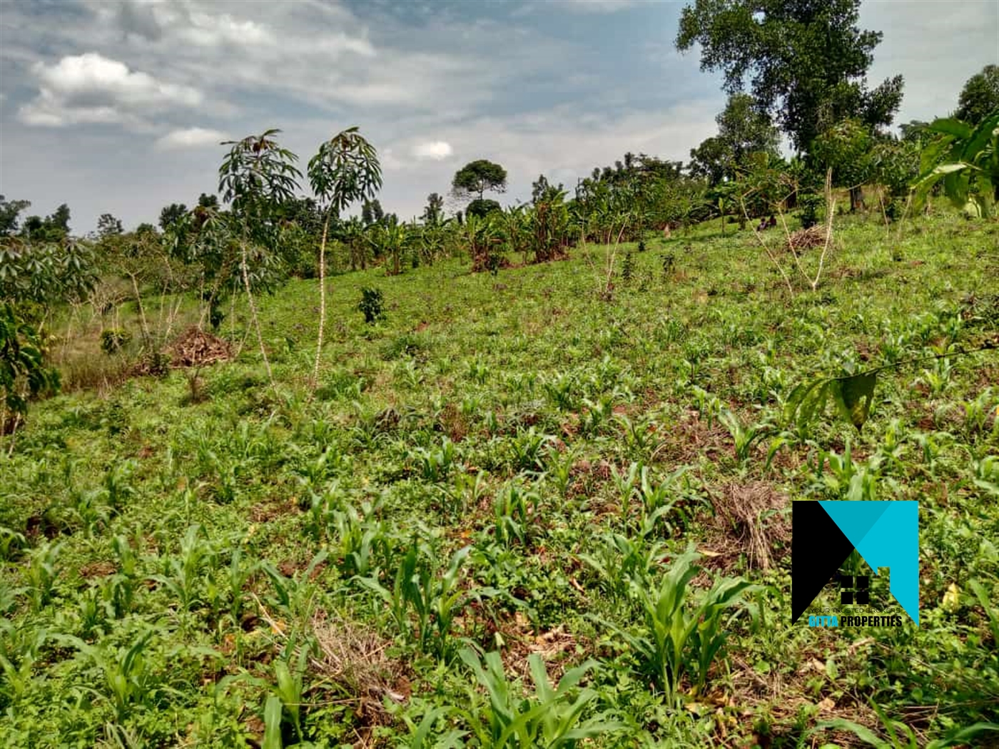 Agricultural Land for sale in Bulela Mityana