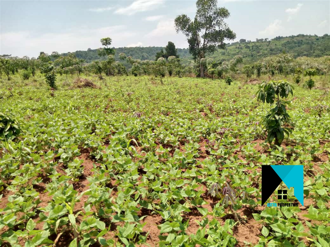 Agricultural Land for sale in Bulela Mityana