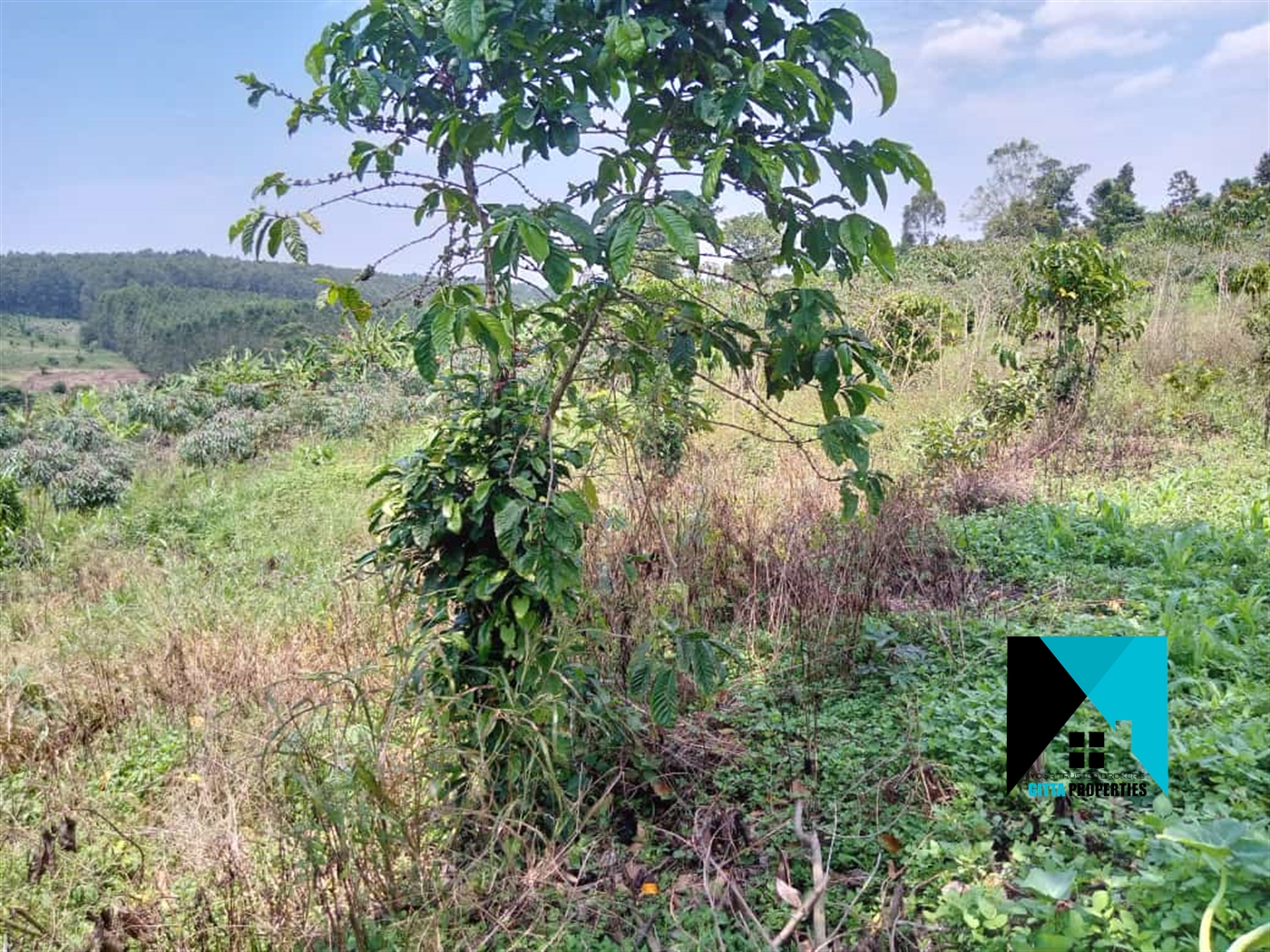 Agricultural Land for sale in Bulela Mityana