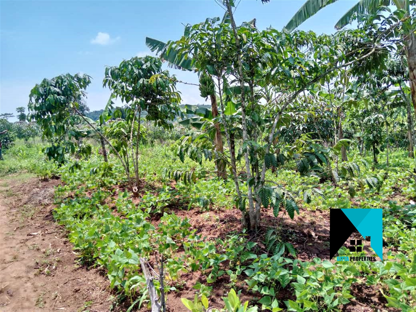 Agricultural Land for sale in Bulela Mityana