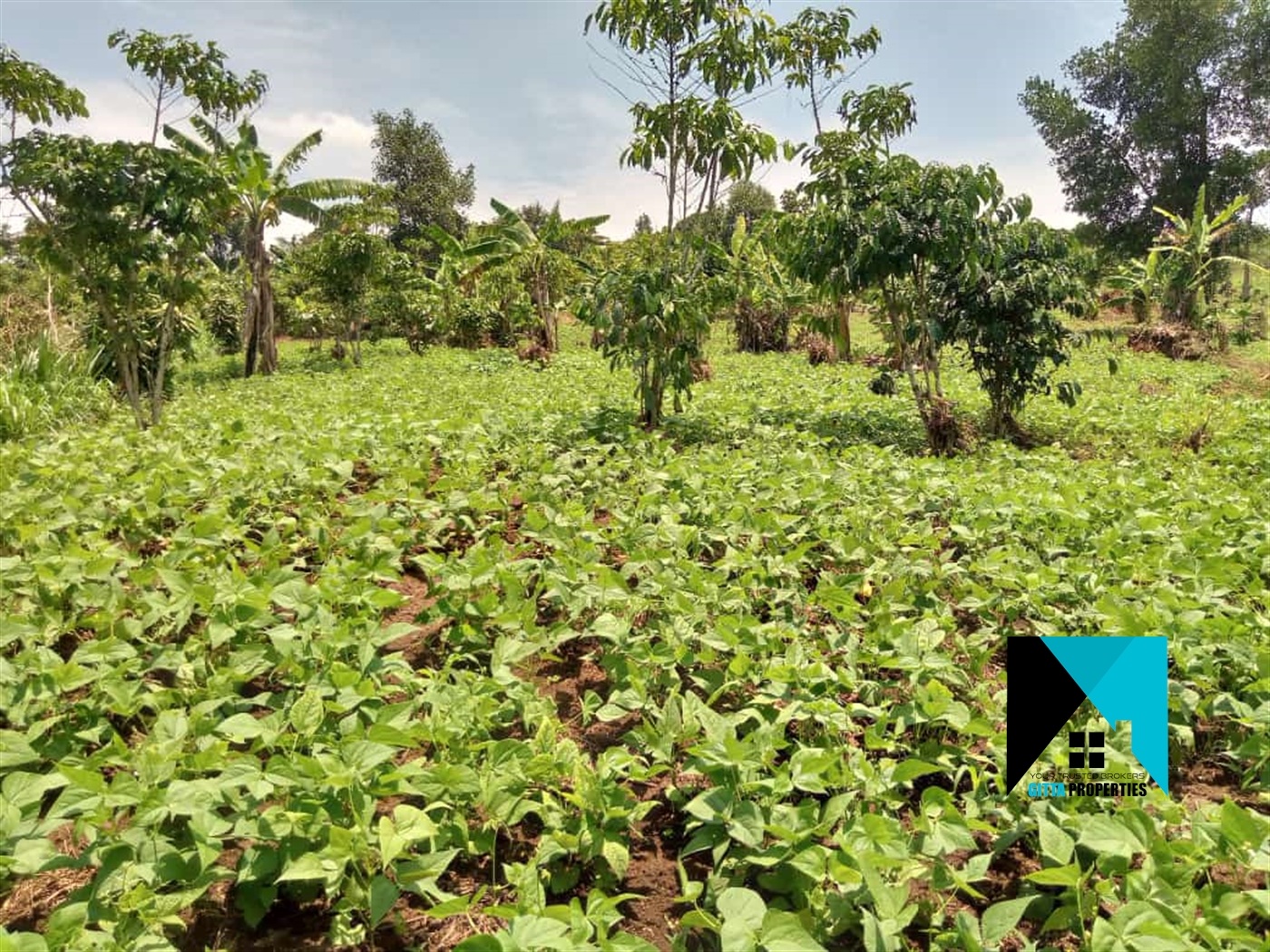 Agricultural Land for sale in Bulela Mityana