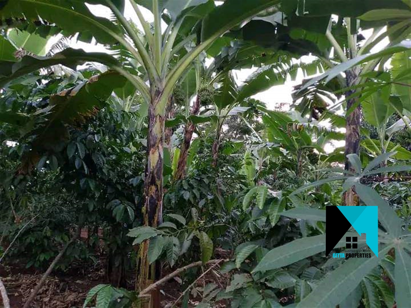 Agricultural Land for sale in Kapeeka Luweero