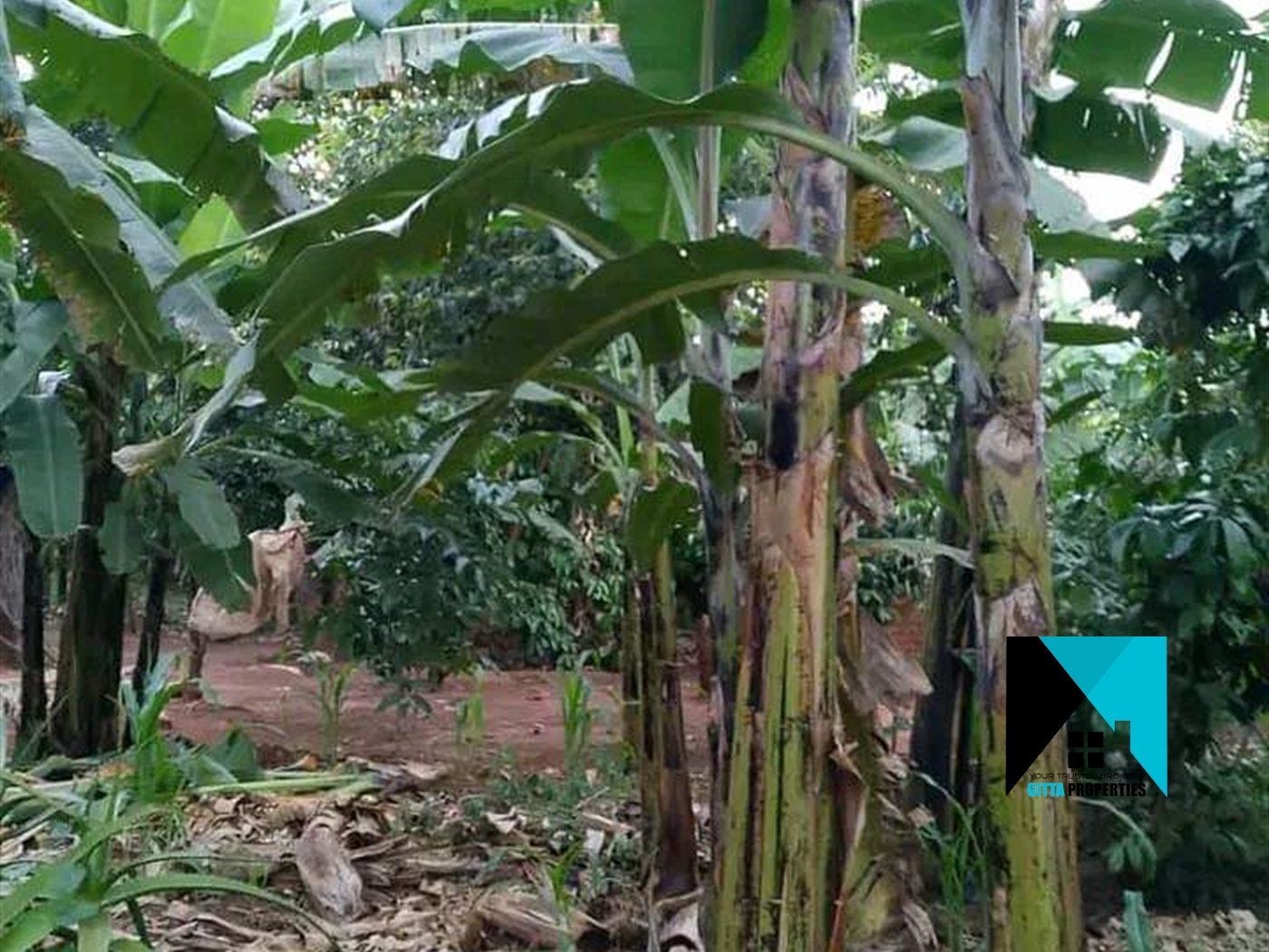 Agricultural Land for sale in Kapeeka Luweero