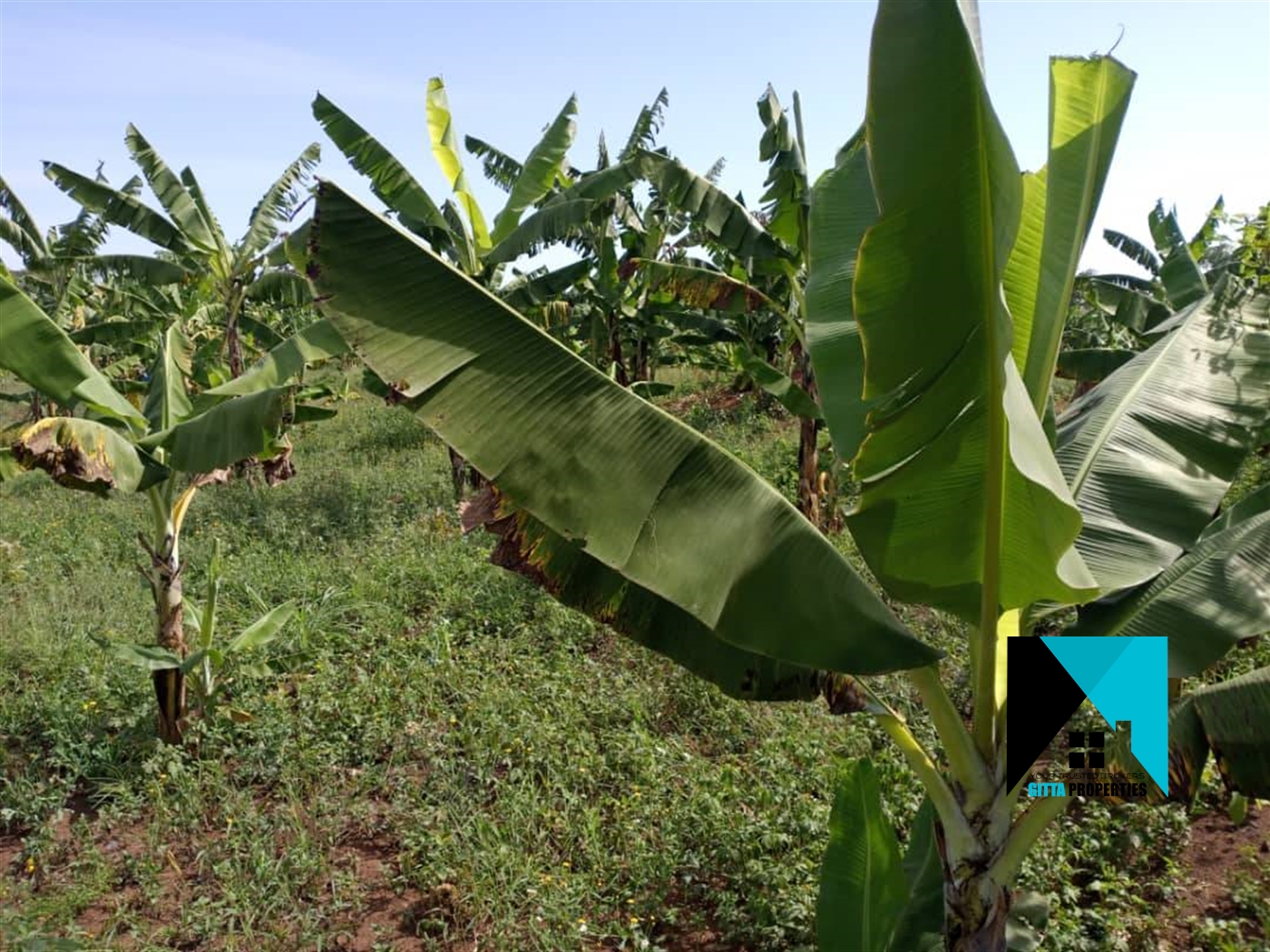 Agricultural Land for sale in Kikyuusa Luweero