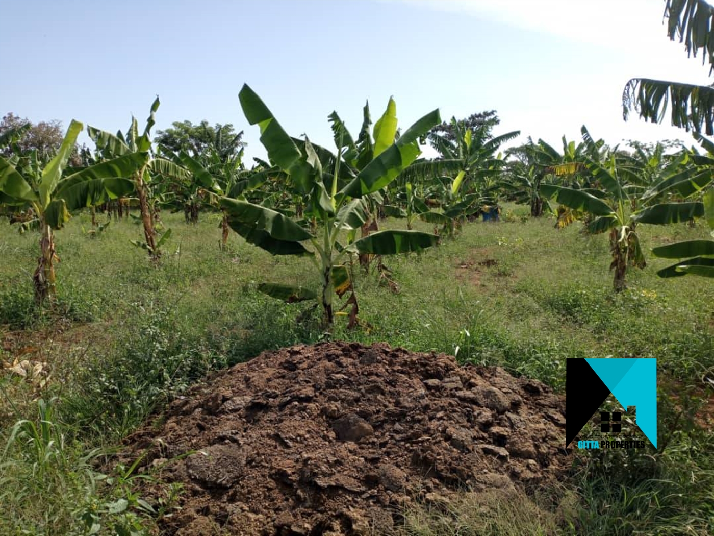 Agricultural Land for sale in Kikyuusa Luweero