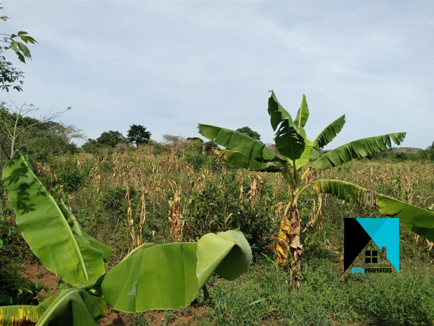 Agricultural Land for sale in Kikyuusa Luweero