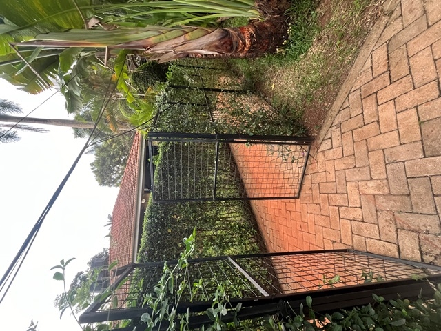 Cottage for rent in Mbuya Kampala