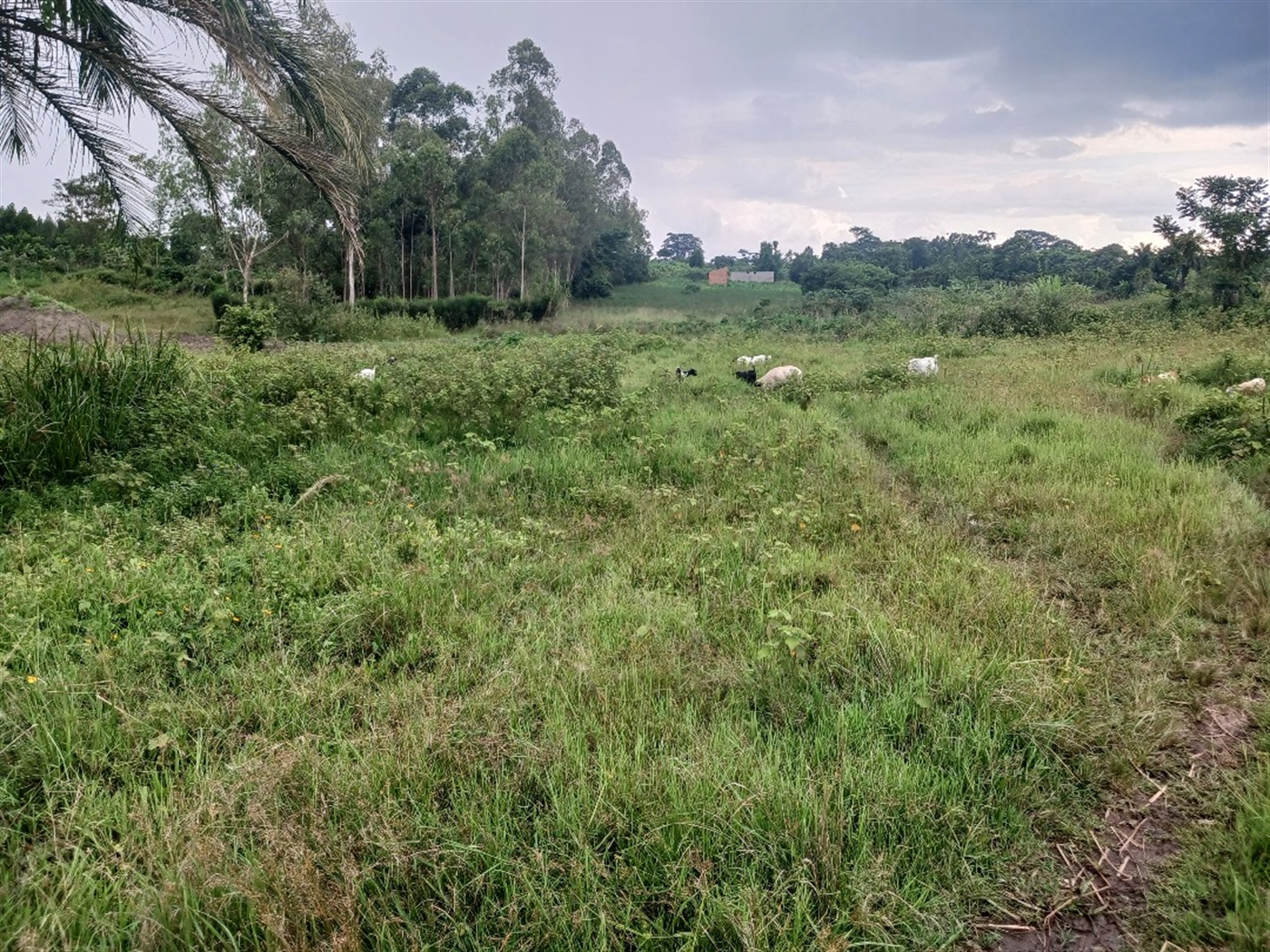 Recreational Land for sale in Ziloobwe Luweero