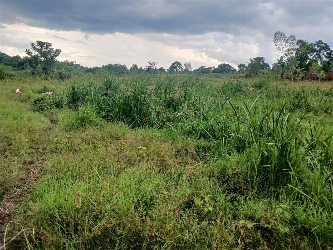 Recreational Land for sale in Ziloobwe Luweero