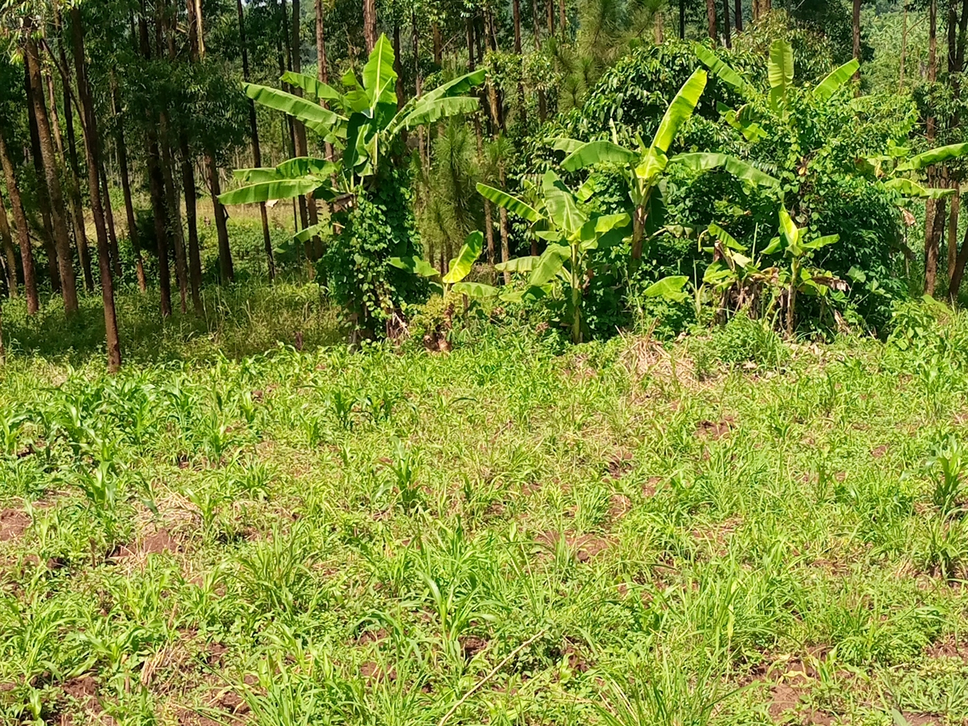 Commercial Land for sale in Nabusugwe Mukono