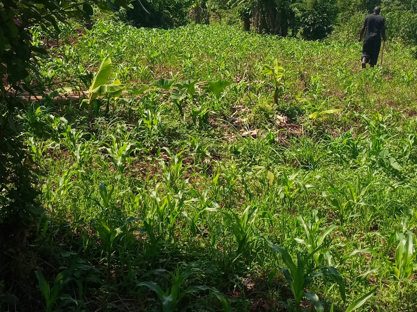 Commercial Land for sale in Nabusugwe Mukono