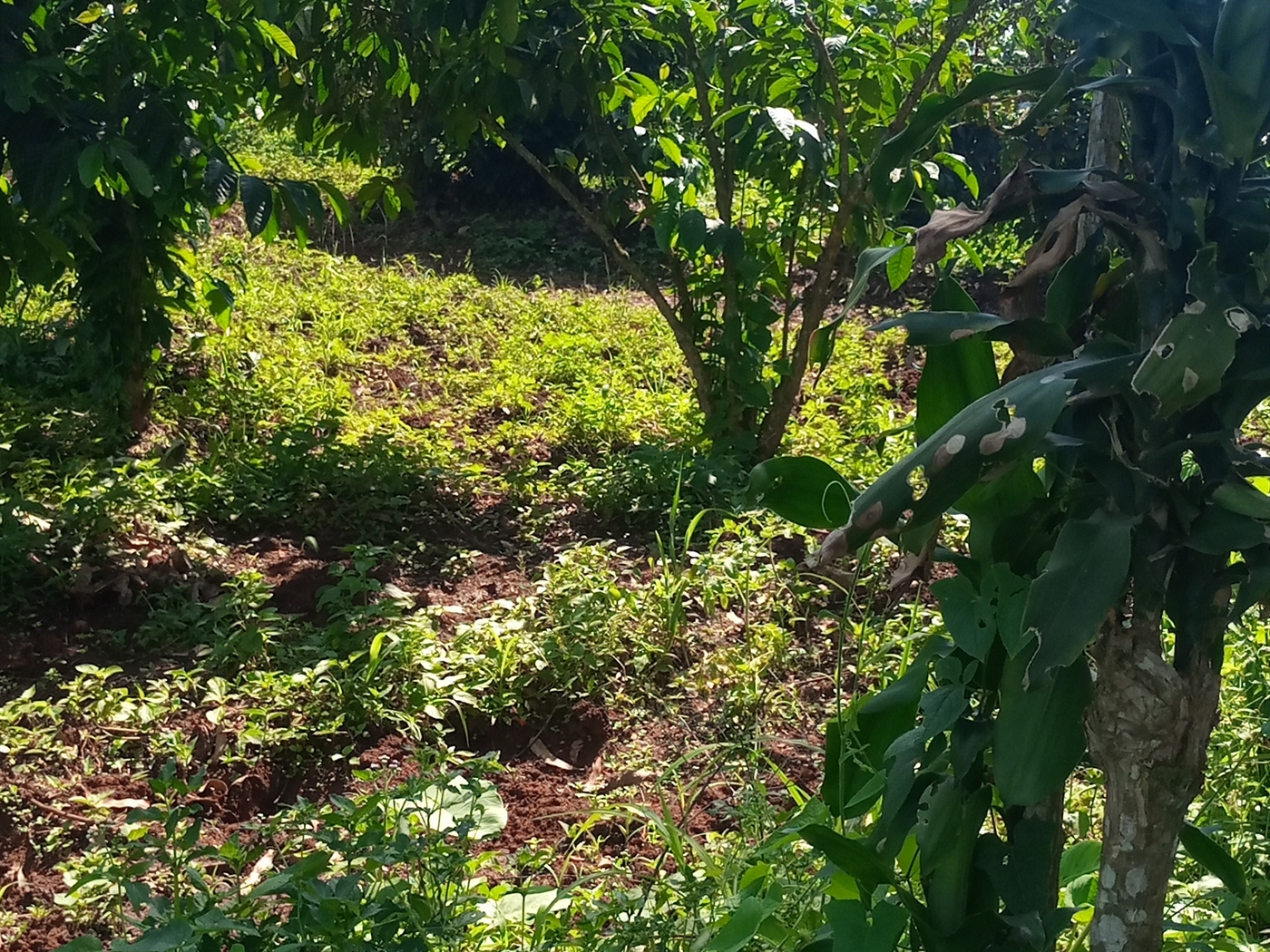 Commercial Land for sale in Nabusugwe Mukono