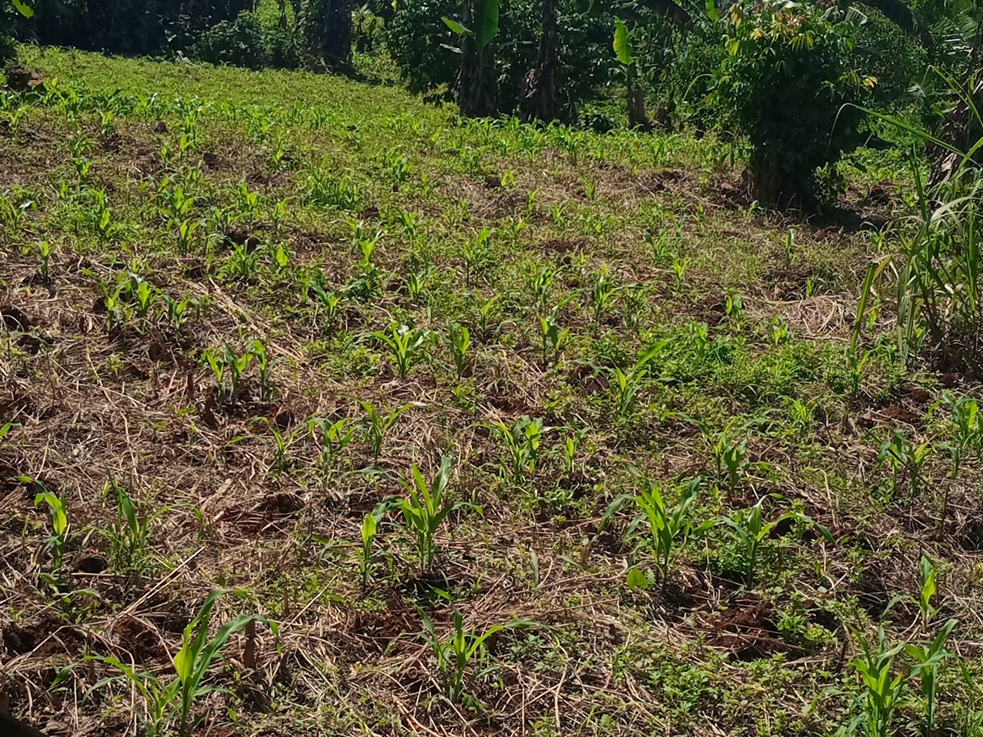 Commercial Land for sale in Nabusugwe Mukono