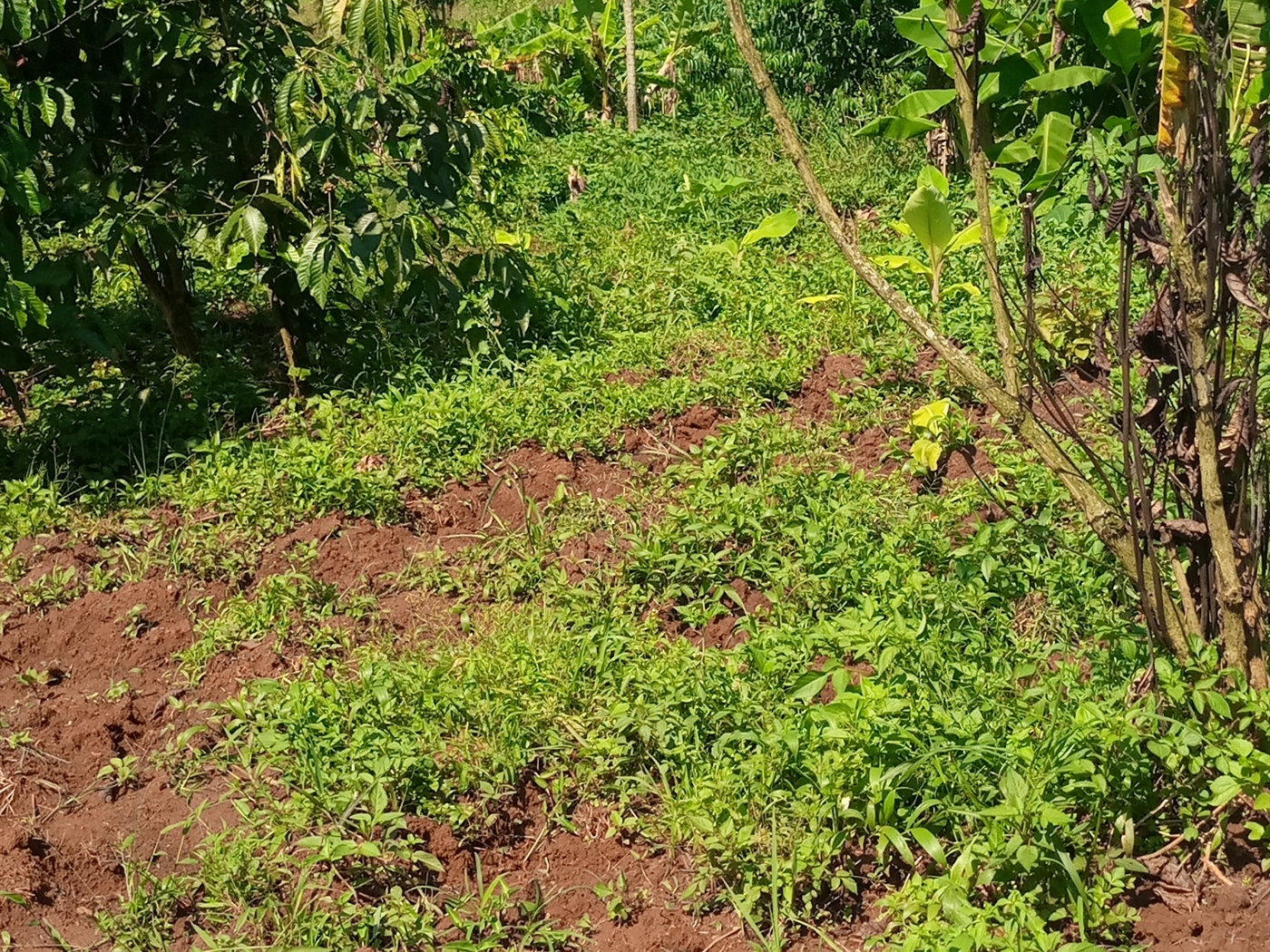 Commercial Land for sale in Nabusugwe Mukono