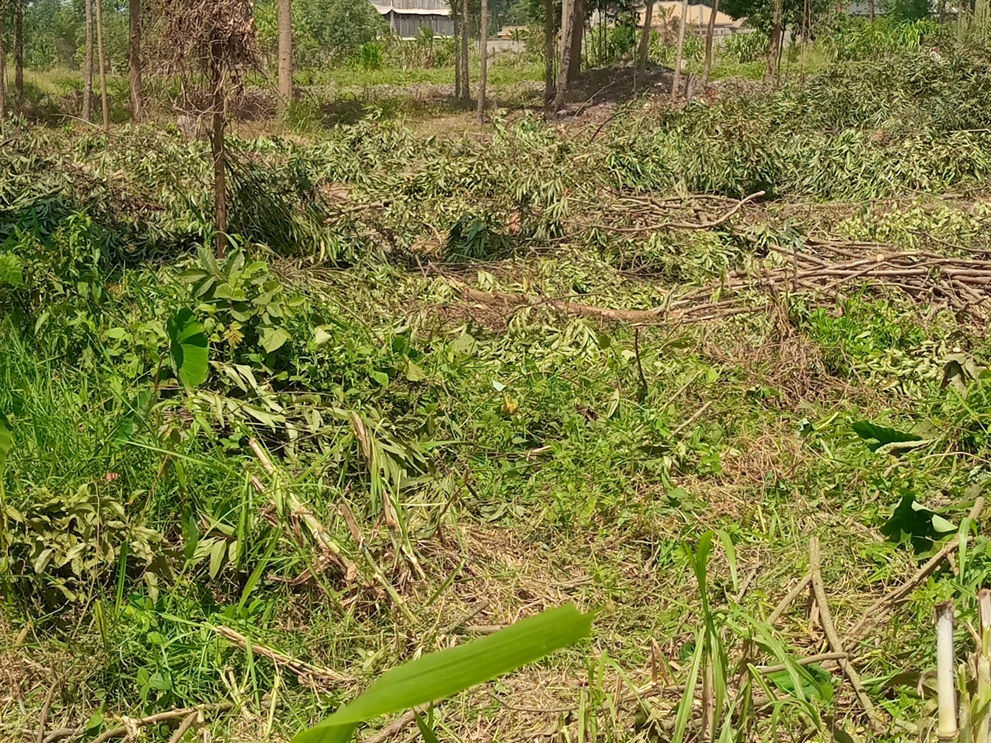 Commercial Land for sale in Sonde Mukono