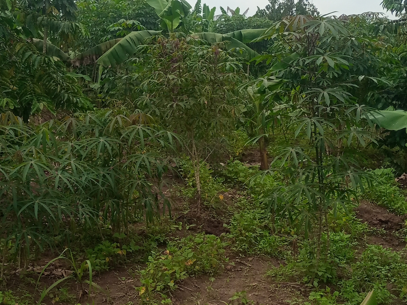 Commercial Land for sale in Buloba Wakiso