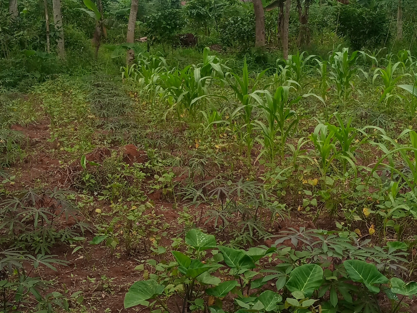 Commercial Land for sale in Buloba Wakiso