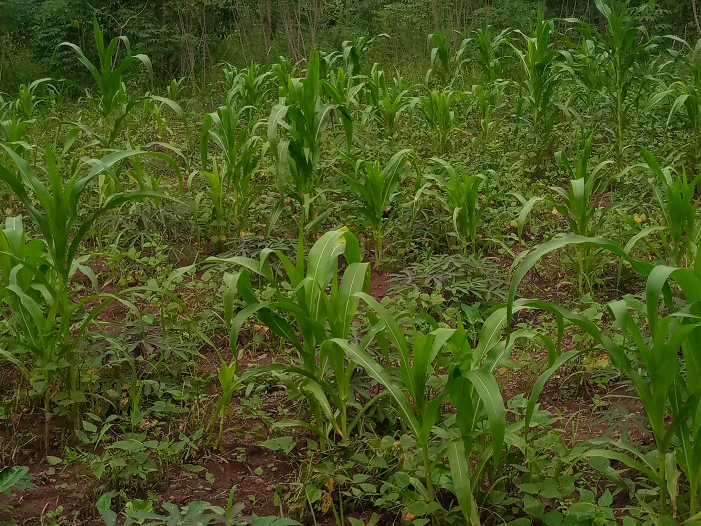 Agricultural Land for sale in Kalagi Mukono