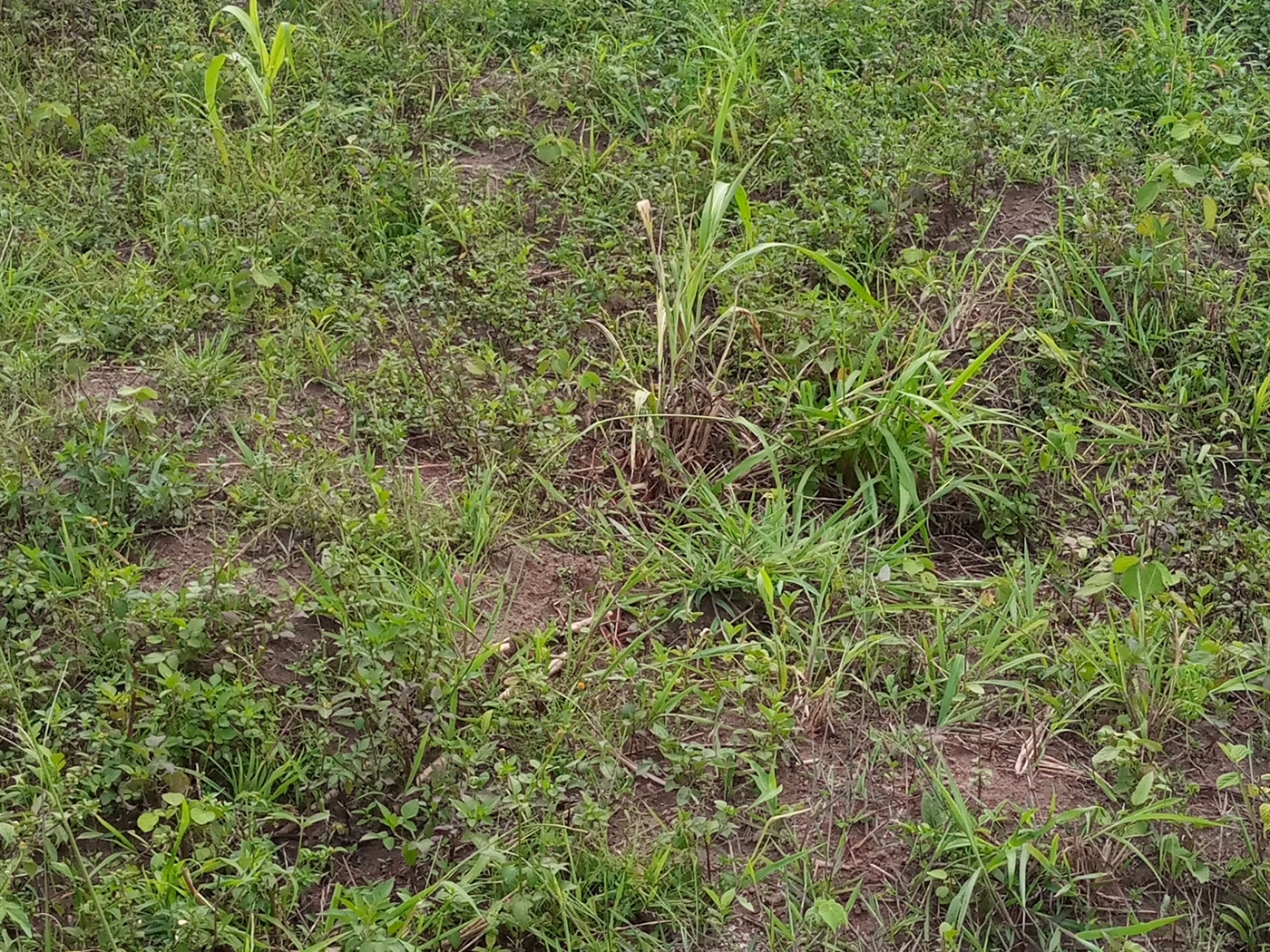 Agricultural Land for sale in Kalagi Mukono