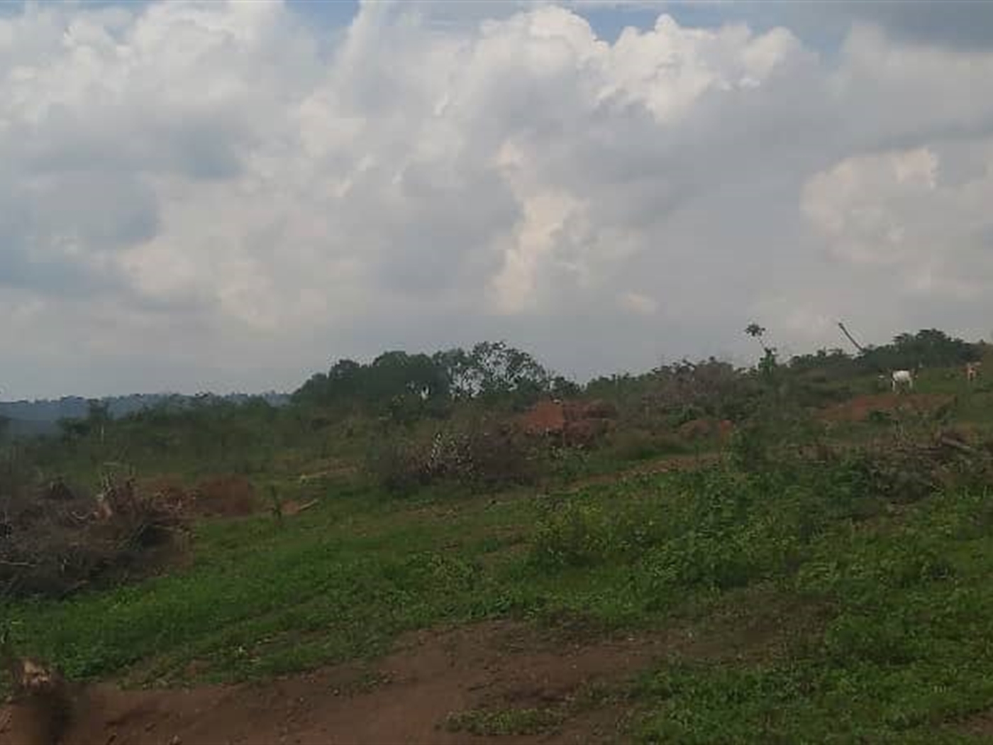 Agricultural Land for sale in Kalagi Mukono