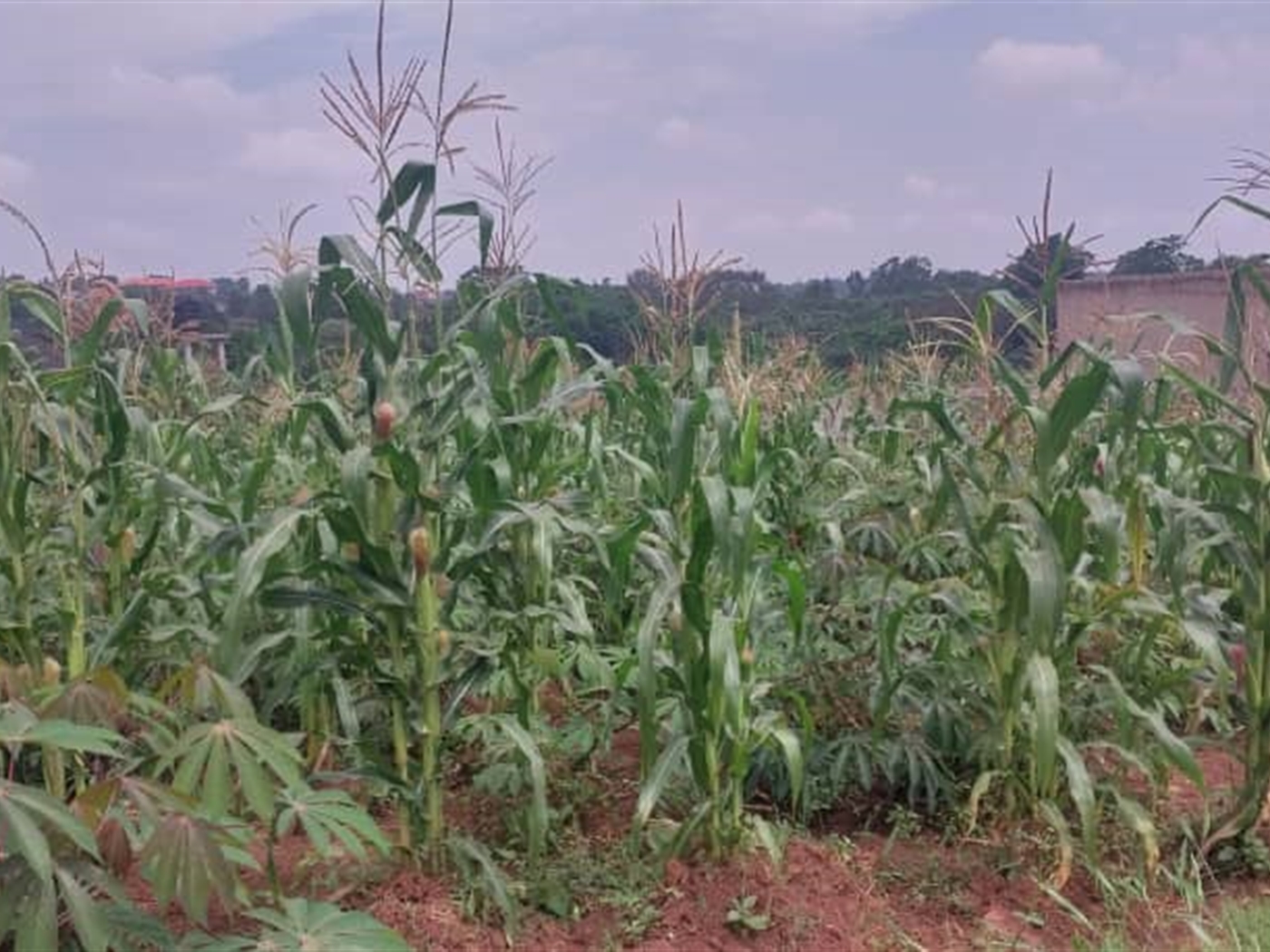 Commercial Land for sale in Kira Wakiso