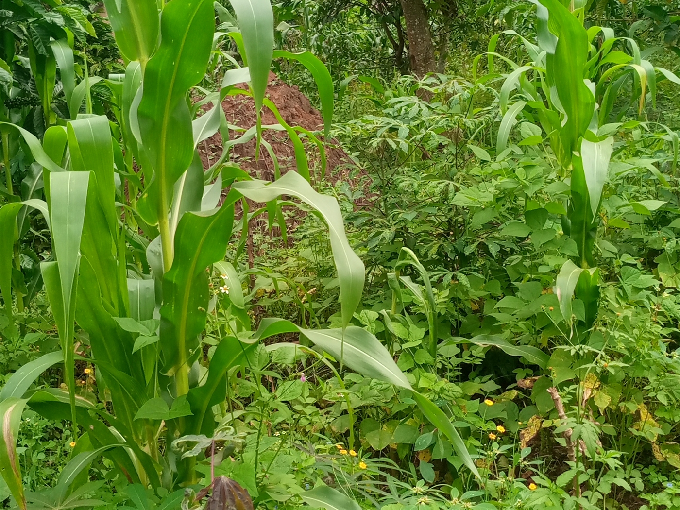 Agricultural Land for sale in Kagumba Kamuli