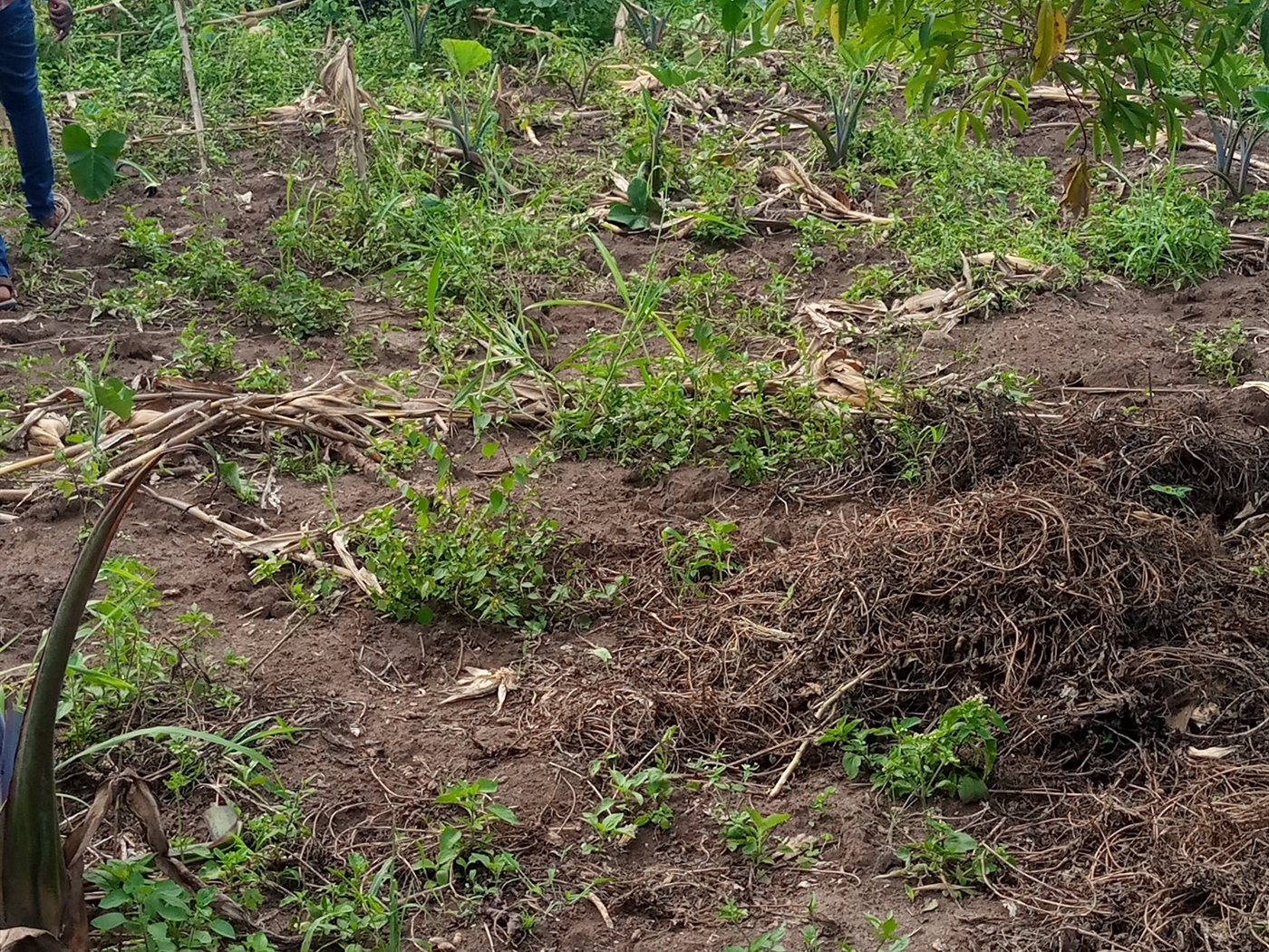 Agricultural Land for sale in Kagumba Kamuli